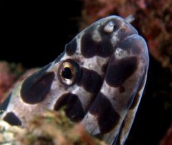 Spotted Moray sniffing about. Again in Taiwan taken with ... by Alex Tattersall 